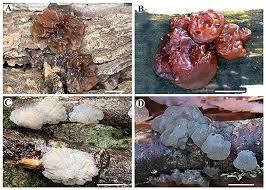 Image result for Exidia sp.