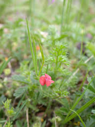 Image result for Lathyrus