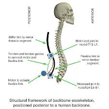Browse our human backbone images, graphics, and designs from +79.322 free vectors graphics. Concept Sketch Of Proposed Backbone Exoskeleton Download Scientific Diagram