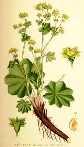 Image result for Alchemilla kiwuensis