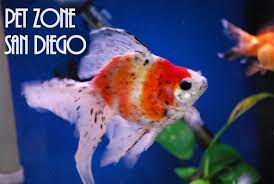 100 Lot Live Bullfrog Tadpoles Algae Control For Koi And Goldfish Pond Pkf Ryukin Goldfish Goldfish Species Goldfish