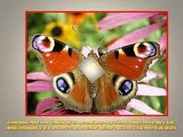 Pin En Mariposas Y Otros Insectos