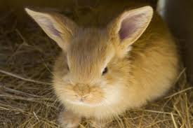 There are 4 boys and 2 girls remaining, i b. Willowbank S Spring Babies Flemish Giant Rabbit Animals Wildlife Park
