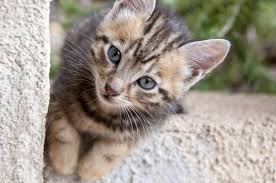 Comment Nettoyer Des Traces De Pattes D Animaux Sur Un Crepi Exterieur