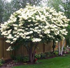Japanese Tree Lilac Google Search Backyard Trees Japanese Lilac Tree Lilac Tree