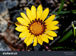 Image result for Gazania krebsiana