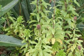Image result for Pycnostachys reticulata