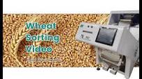 SG Wheat Sorting Machine/Color Sorter Machine
