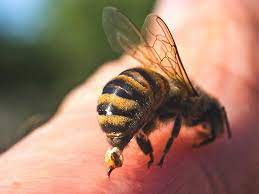 Bumble bee or carpenter bee: How Is An Infected Bee Sting Treated