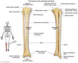 The second largest bone in physique is the tibia, additionally known as the shinbone. Pin On Good To Know