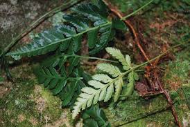 Image result for Parkeriaceae