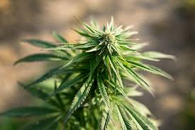 Triangle Kush Cannabis Strain Review Industrial Hemp Farms