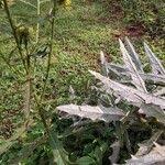 Image result for Berkheya spekeana