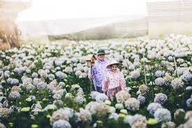 Kết quả hình ảnh cho cẩm tú cầu nhiều màu