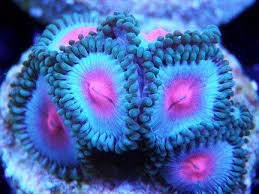 Mars Aqua 300 Watt Led Modification Mylife Saltwater Fish Tanks Saltwater Aquarium Coral Reef Aquarium