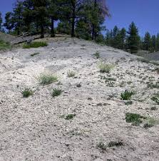 Image result for Agelanthus musozensis