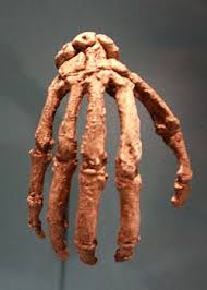 Homo naledi was announced as a new species in 2015, after fossils were found deep within the rising star cave system in the cradle of humankind world heritage site. Aufgabe Abitur Homo Naledi Ecco Homo Naledi Una Nuova Specie Del Genere Umano Wired Homo Naledi And The Rapidly Evolving Story Of Human Origins By Dr
