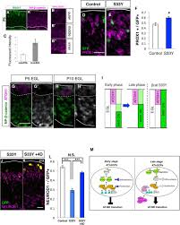 After effects assigns default expressions to all the properties which you can modify later. Cyclind1 Controls Development Of Cerebellar Granule Cell Progenitors Through Phosphorylation And Stabilization Of Atoh1 Biorxiv