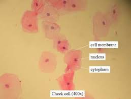 An english scientist named robert hooke made a general description of cork with the aid of a primitive microscope. Plant Animal Cells Staining Lab Answers Schoolworkhelper