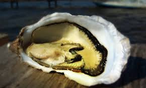 Degustation Huitres Etang De Thau Ici7 Ville De Sete