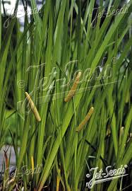 Image result for Calamus deerratus