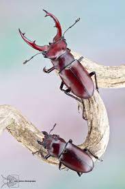 giant stag beetles lucanus elaphus insectos escarabajos animales