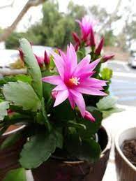 The thanksgiving cactus is a tropical cactus with its native home being in the gigantic rain forests of south america. 36 Cristhmas Cactus Ideas Christmas Cactus Easter Cactus Holiday Cactus