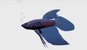 In wild betta fish, females look very similar to. Female Betta Fish Pet Ponder