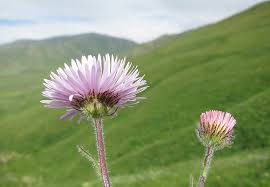 Image result for Erigeron steudelii