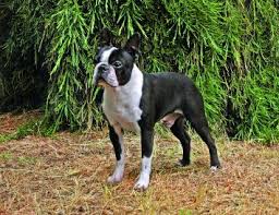 The boston terrier puppies are full of personality and are often called the american gentleman. the breed's origins are well documented and started in boston, massachusetts. Boston Terrier Dog Breed Profile Petfinder