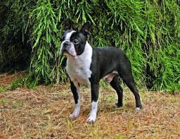 Our goal is to raise the. Boston Terrier Dog Breed Profile Petfinder