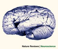 Image result for Brain Lesion
