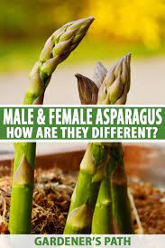 Flower Garden Asparagus The Reigning Edible Perennial Of The Backyard Vegetable Garden Has In 2020 Asparagus Plant Backyard Vegetable Gardens Organic Vegetable Garden