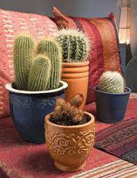 In feng shui, more stove burners represents more opportunities and sources of wealth. Cactus Plants And Feng Shui Decorating