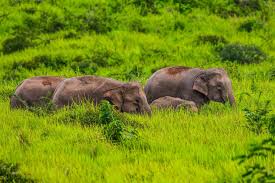 Khao yai national park is a unesco world heritage site owing to it being the largest monsoon forested area in mainland asia. Khao Yai Nationalpark In Thailand Urlaubsguru
