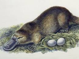 Report Text Platypus Duck Billed Platypus Platypus Australian Native Animals