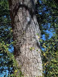 Image result for Combretum imberbe