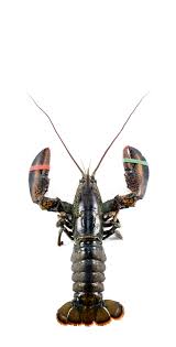 نتیجه جستجوی لغت [lobster] در گوگل