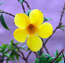 Allamanda Cathartica Allamanda Golden Trumpet Golden Trumpet Vine Yellow Allamanda North Carolina Extension Gardener Plant Toolbox
