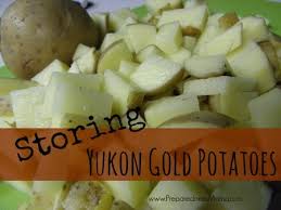 To prevent this as much as possible, keep them whole while boiling. Storing Yukon Gold Potatoes How Long Do Potatoes Last