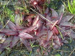 Image result for Xyris capillaris