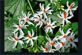 Light and the right temperature are necessary for blooms from the during this time, nights should be dark. Pm Modi Will Plant Jasmine Tree In Ayodhya Know Its Importance And Specialty Newstrack English 1