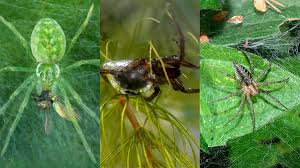 Image result for Alepidea peduncularis