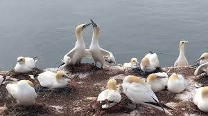 Die küken der trottellummen stürzen sich von einem felsen rund 40 meter. Gannett Colony In Helgoland 2019 Basstolpel Auf Helgoland Youtube