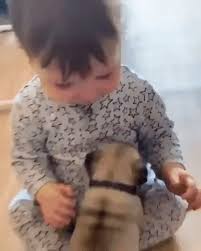 Baby Meets Baby Video Cute Animals Cute Animal Videos Baby Pugs