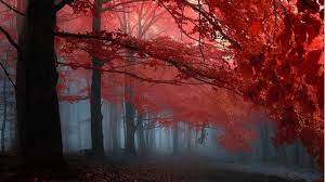 Nature Branch Leaves Forest Trees Fall Mist Landscape Wallpaper Tree Painting Forest Wallpaper Nature Wallpaper