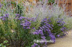 Image result for Amellus