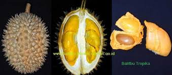 LAI, Durian Berwarna Daging Atraktif