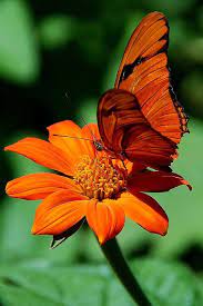 The butterflies nectar at flowers, when they're not protecting their patch of ground. Color On Color Beautiful Butterflies Butterfly Pictures Butterfly Spirit Animal