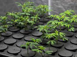 We did not find results for: The Do S Don Ts Of Cannabis Cloning For Beginner Growers